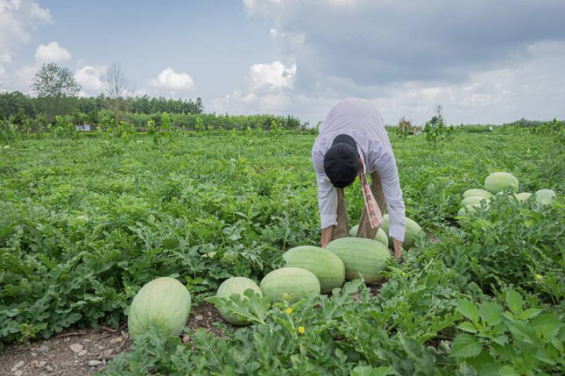 صادرات هندوانه جنوب کرمان به کشورهای عربی